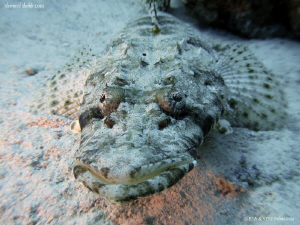 Face to face with a crocodilefish. Canon G10. by Bea & Stef Primatesta 